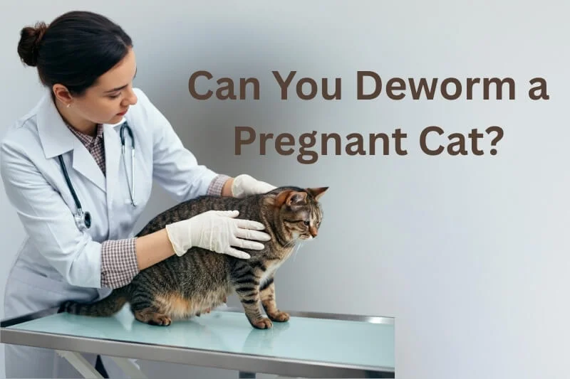 Can you deworm a pregnant cat