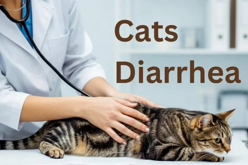 Why Do Cats Have Diarrhea